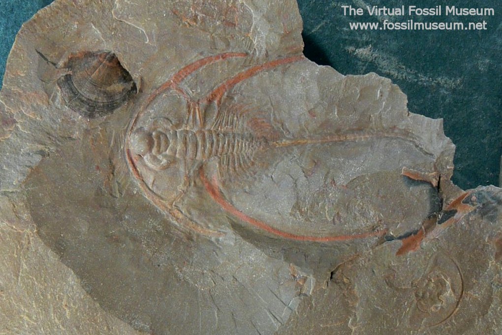 Bristolia bristolensis Trilobite