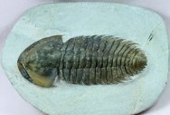 Bondonella Moroccan Trilobite