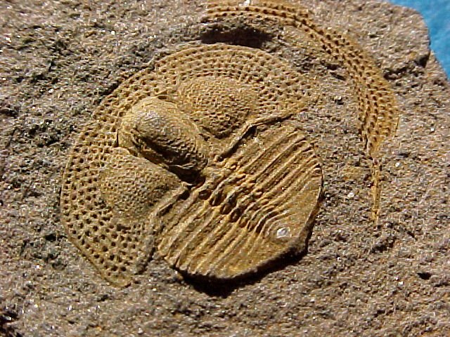 Deanaspis goldfussi Czech Trilobite