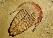 Harpides Trilobite