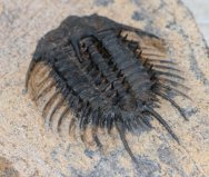 Proceratocephala Moroccan Trilobite