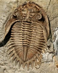 Bellacartwrightia whiteleyi Trilobite