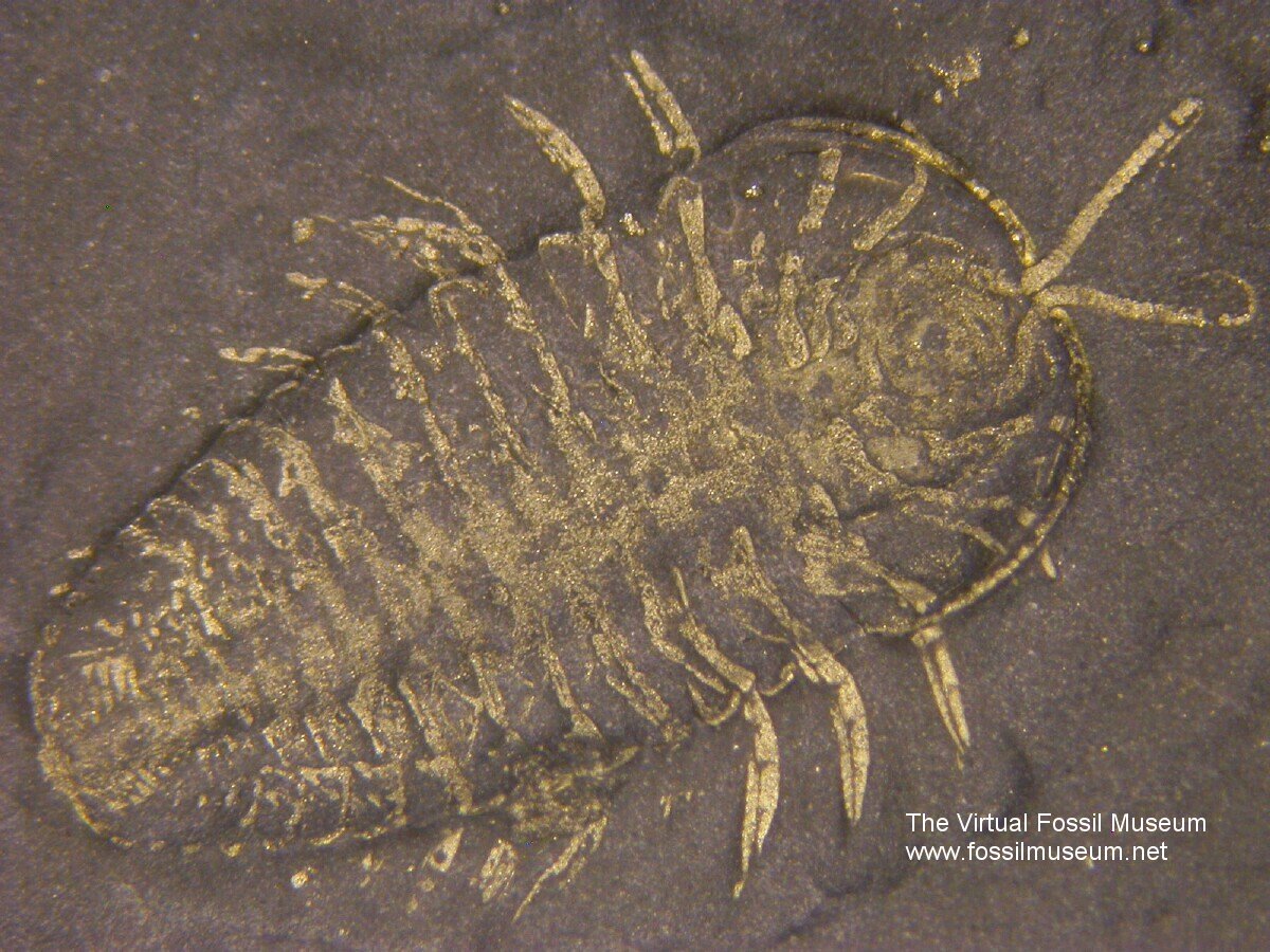 Triarthrus Trilobite