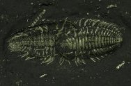 Triarthrus eatoni Trilobites